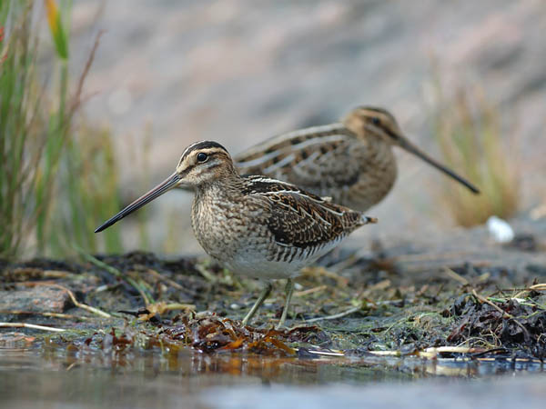 Taivaanvuohi, Common Snipe, Gallinago gallinago